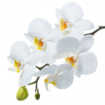 Стол обеденный Танго белый/Орхидея в Кедровом - kedrovyi.mebel54.com | фото